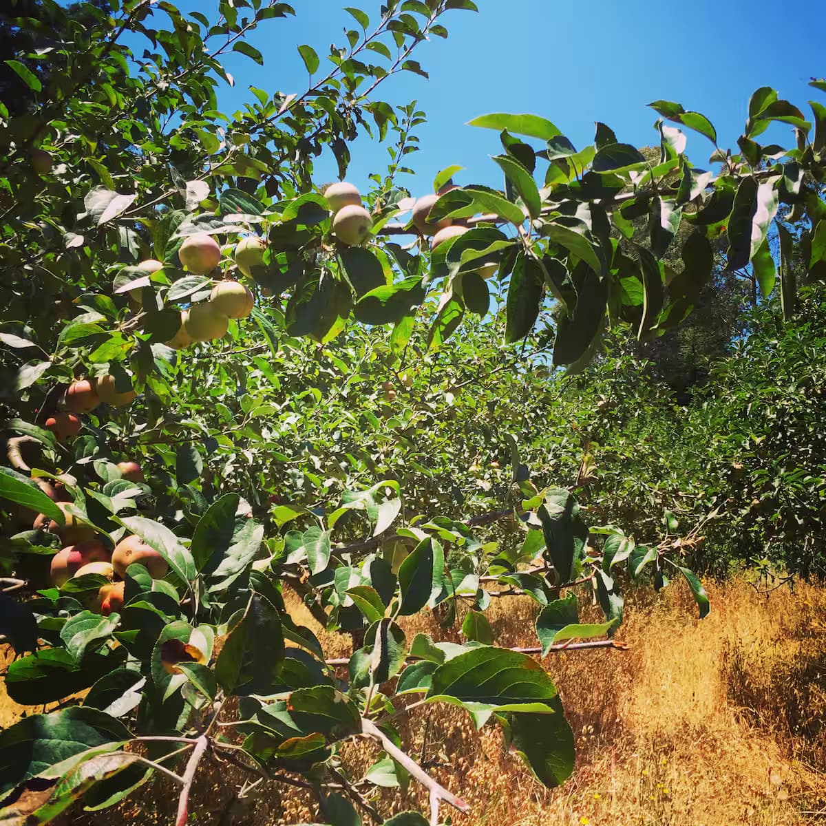 Apples growing on an orchard tree