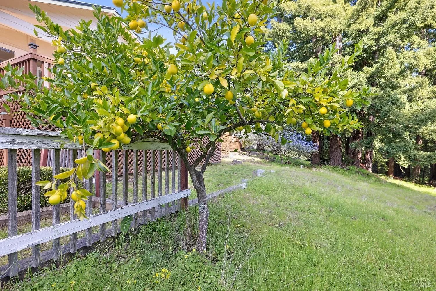 Citrus tree growing beside the deck