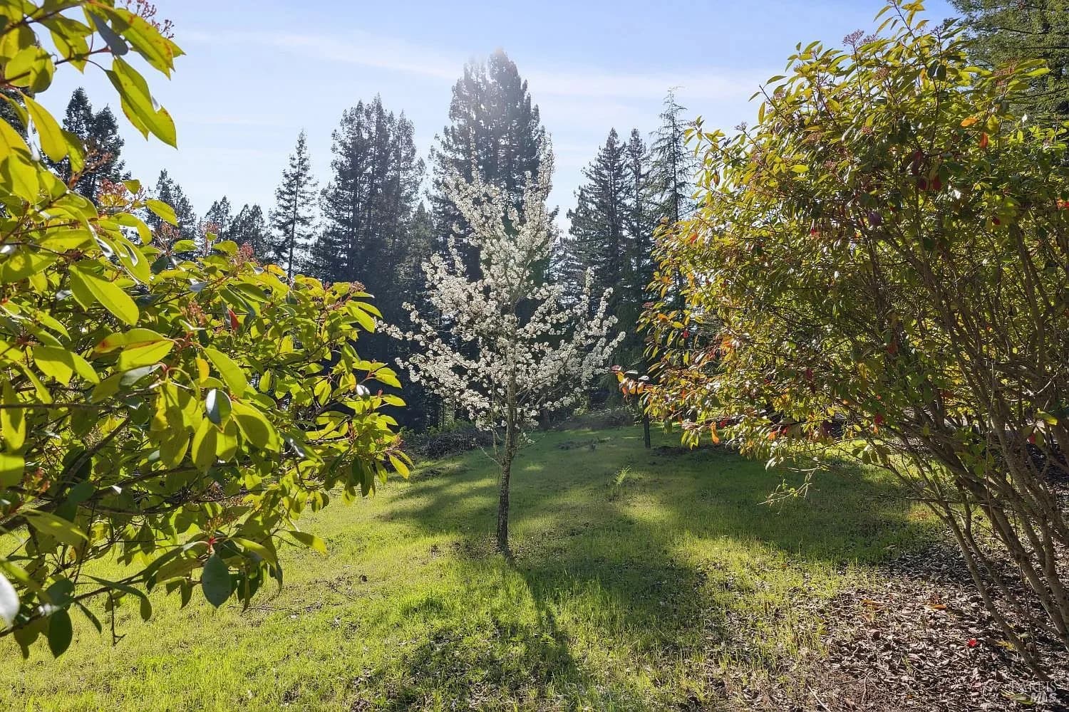 Fruit trees and lawn in the orchard