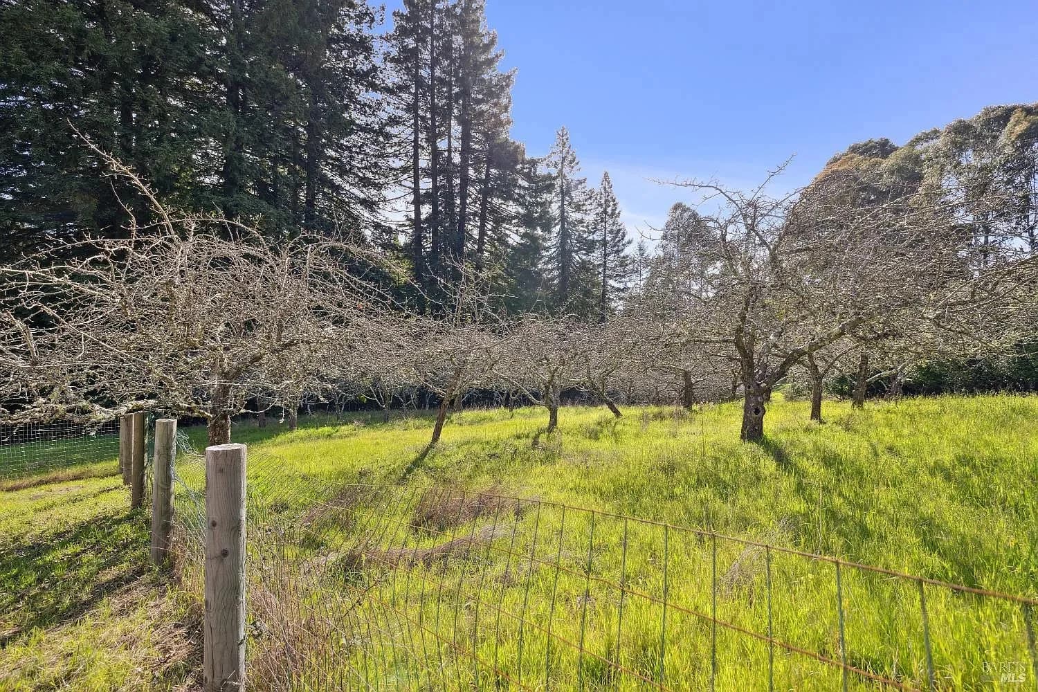 Rows of orchard trees in spring beneath the redwoods